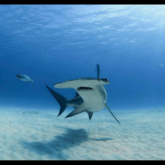 Meet your Posher, Elizabeth - Picture 6 of 8